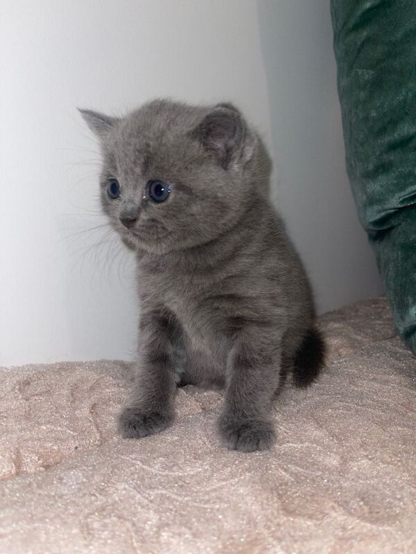 Adorable British Shorthair kittens