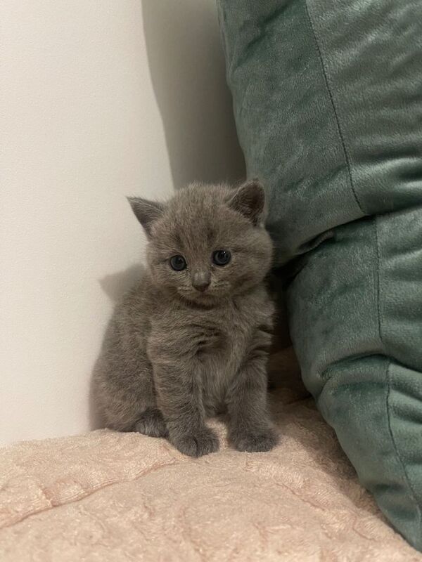 Adorable British Shorthair kittens - Image 2 of 6