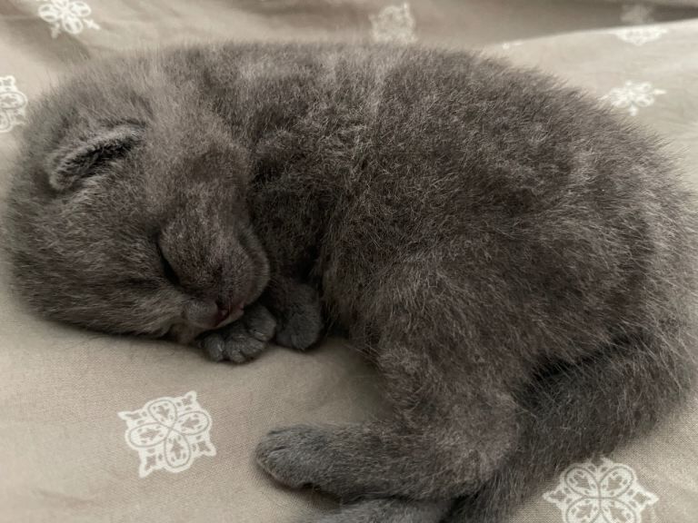 Adorable British Shorthair kittens - Image 3 of 6