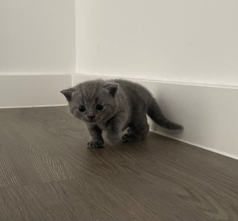 Adorable British Shorthair kittens - Image 4 of 6