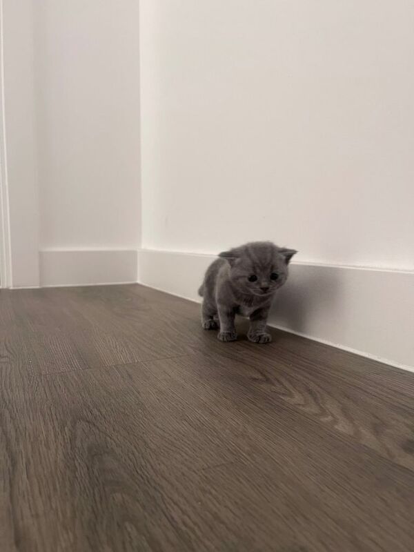 Adorable British Shorthair kittens - Image 5 of 6