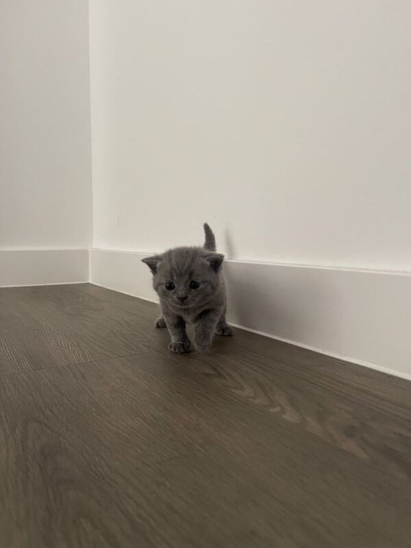 Adorable British Shorthair kittens - Image 6 of 6