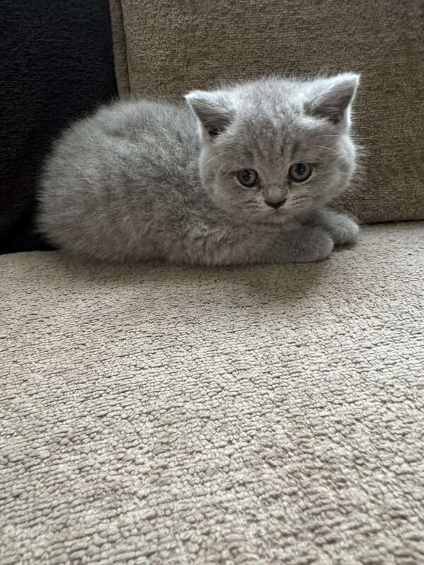 British Shorthair kittens for sale in Sheffield, South Yorkshire – 8 weeks old