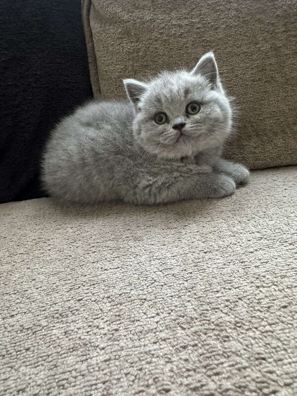 British Shorthair kittens for sale in Sheffield, South Yorkshire – 8 weeks old - Image 2 of 3