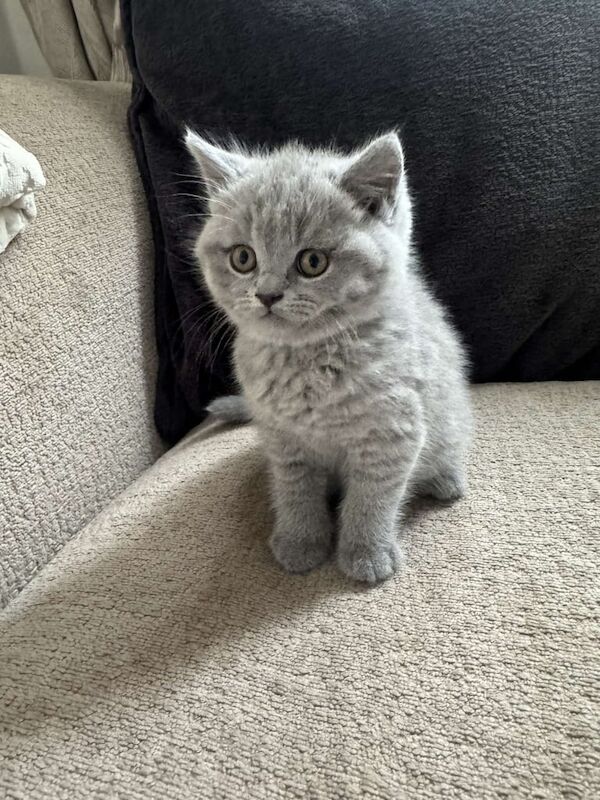 British Shorthair kittens for sale in Sheffield, South Yorkshire – 8 weeks old - Image 3 of 3