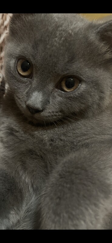 British Shorthair kittens for sale in Heathrow, London – 8 weeks old