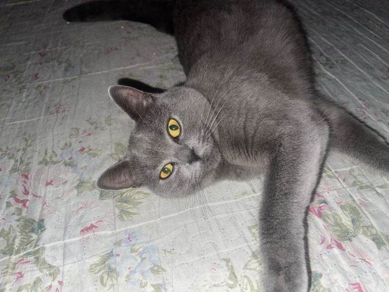 British Shorthair kittens for sale in Heathrow, London – 9 weeks old - Image 2 of 3