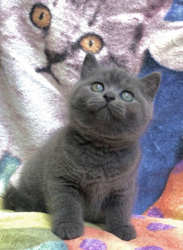Adorable BSH Blue kittens - boys and girls