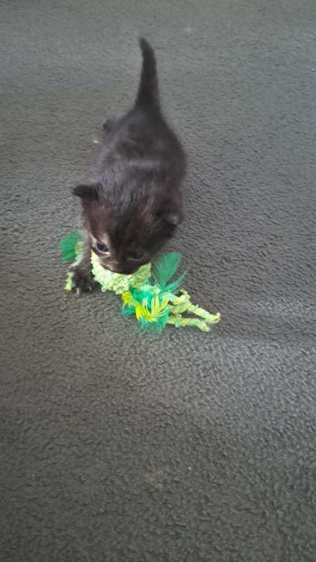 British Shorthair Kittens For Sale Under £300