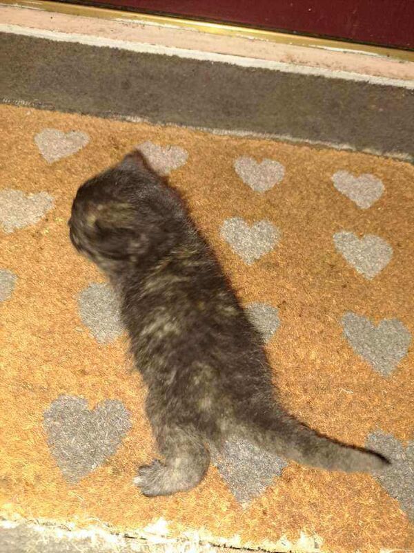 Adorable Female Kitten for Sale - Image 2 of 4