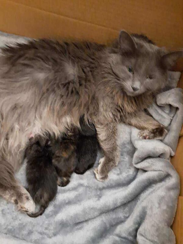 Adorable Female Kitten for Sale - Image 3 of 4