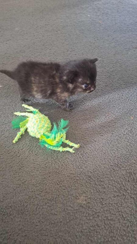 Adorable Female Kitten for Sale - Image 4 of 4