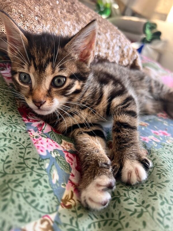 British Shorthair kittens for sale in Batley, West Yorkshire – 8 weeks old