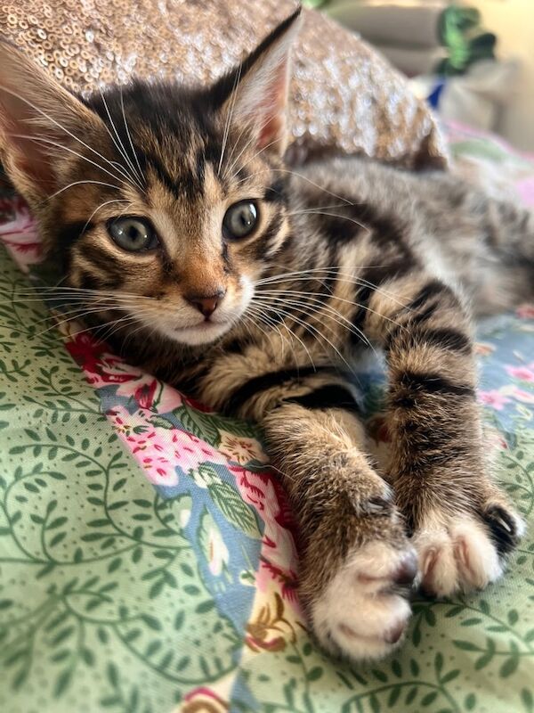 British Shorthair kittens for sale in Batley, West Yorkshire – 8 weeks old - Image 2 of 3