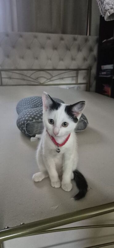 British Shorthair kittens for sale in Leigh-on-Sea, Essex – 3 months old