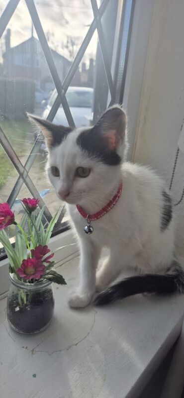 Adorable Friendly Kitten Looking for a Loving Home - Image 2 of 3