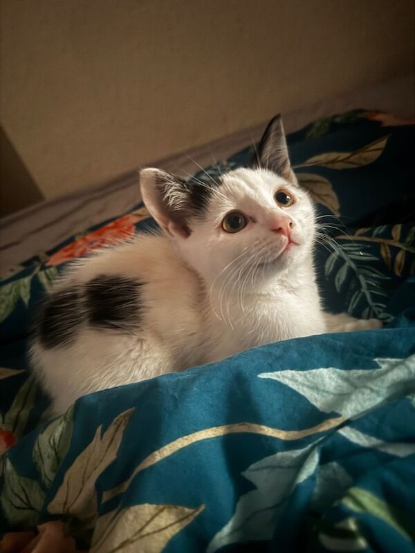 Adorable Friendly Kitten Looking for a Loving Home - Image 3 of 3