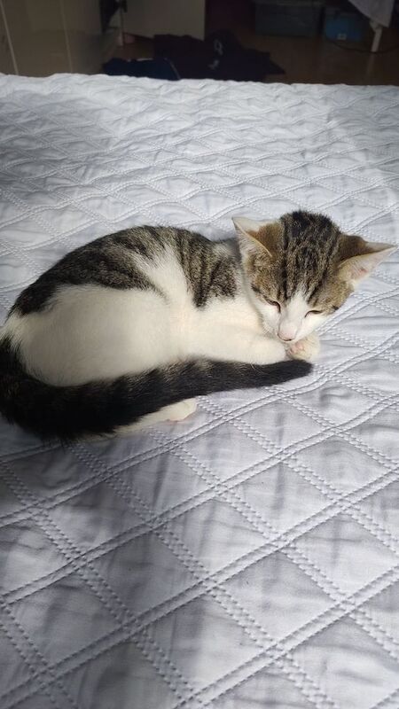 British Shorthair kittens for sale in Heathrow, London – 3 months old