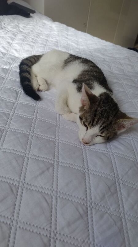 British Shorthair kittens for sale in Heathrow, London β 8 months old - Image 3 of 3