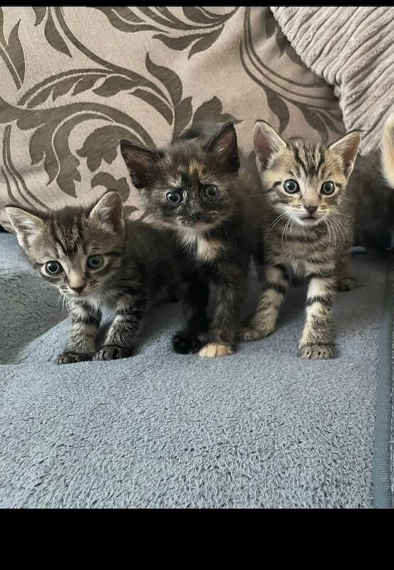 British Shorthair kittens for sale in Brentford, Greater London – 8 weeks old