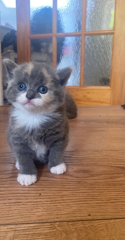 Adorable Kittens For Sale in Great Yarmouth, Norfolk