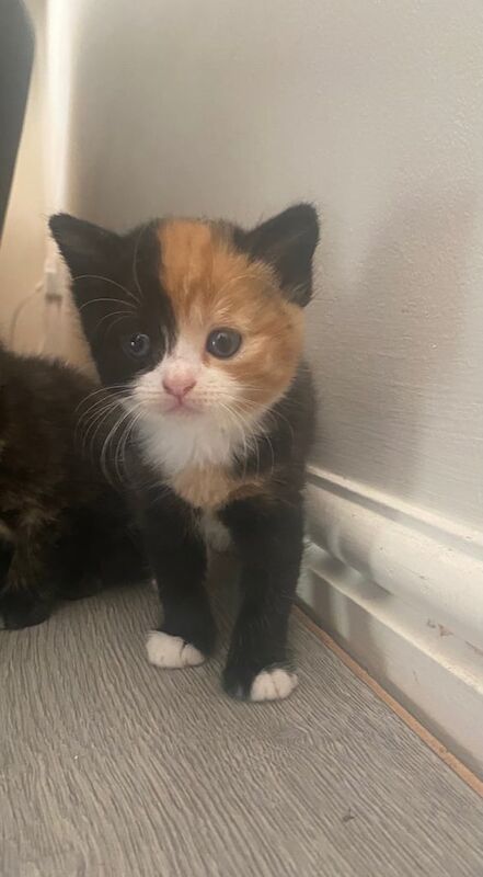 Adorable Kittens For Sale in Great Yarmouth, Norfolk | Image 3
