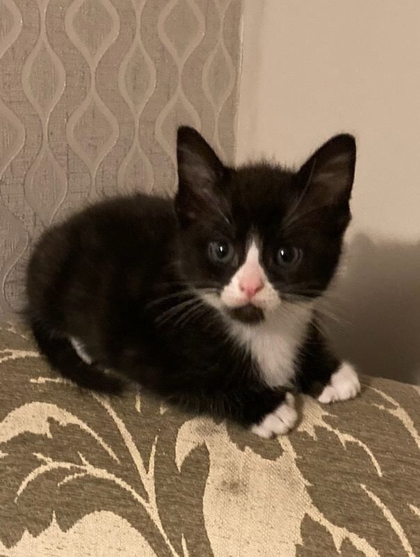 British Shorthair kittens for sale in Dyce, City of Aberdeen – 9 weeks old