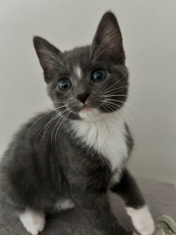 British Shorthair kittens for sale in Dyce, City of Aberdeen – 10 weeks old - Image 2 of 4