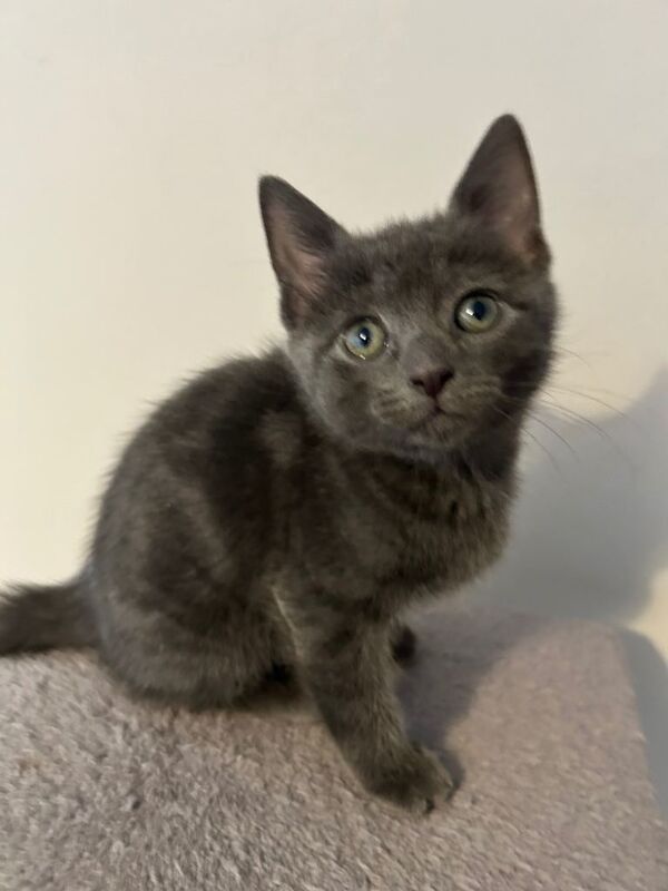 British Shorthair kittens for sale in Dyce, City of Aberdeen – 10 weeks old - Image 3 of 4