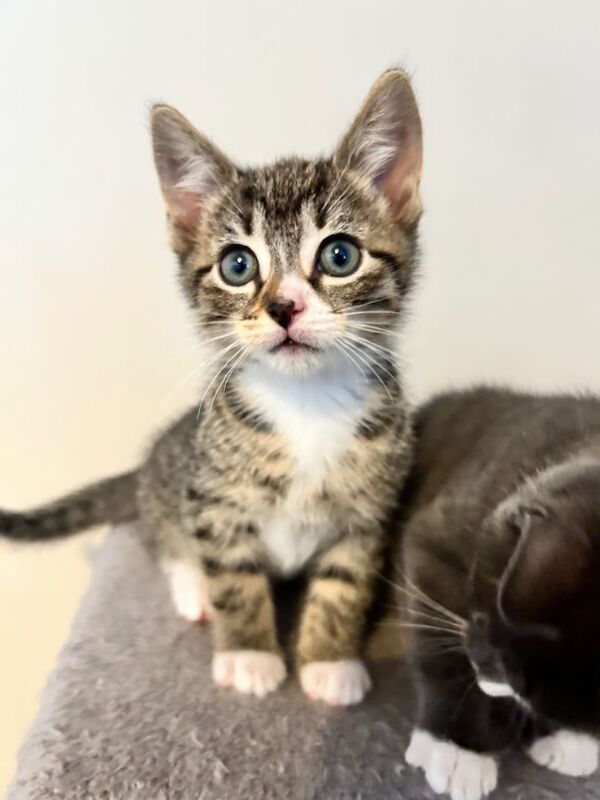 British Shorthair kittens for sale in Dyce, City of Aberdeen – 10 weeks old - Image 4 of 4