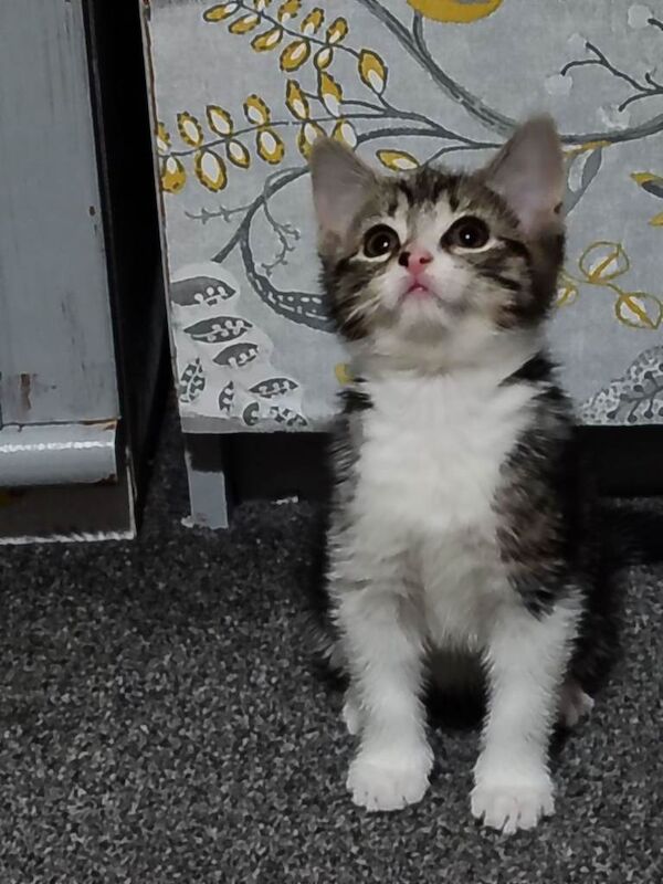 British Shorthair kittens for sale in Seaham, Durham – 9 weeks old