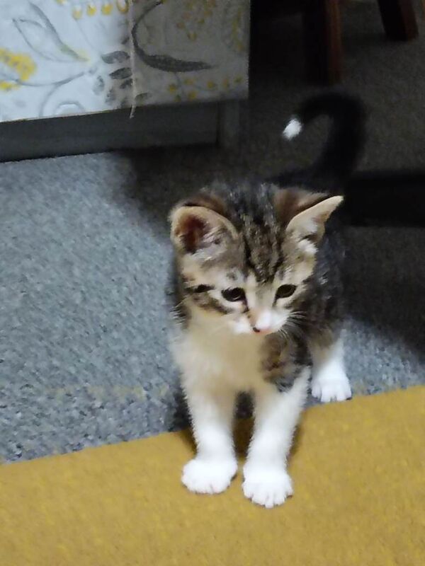 British Shorthair kittens for sale in Seaham, Durham – 8 weeks old - Image 2 of 6