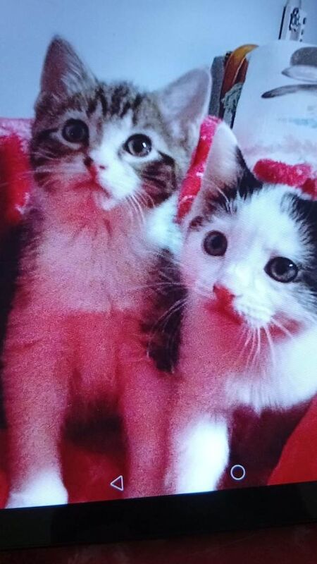 British Shorthair kittens for sale in Seaham, Durham – 8 weeks old - Image 3 of 6