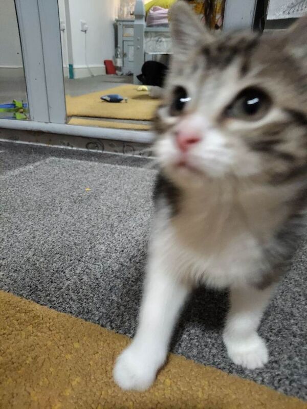British Shorthair kittens for sale in Seaham, Durham – 8 weeks old - Image 4 of 6