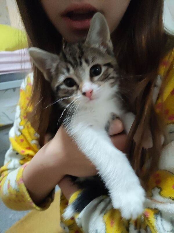 British Shorthair kittens for sale in Seaham, Durham – 8 weeks old - Image 5 of 6