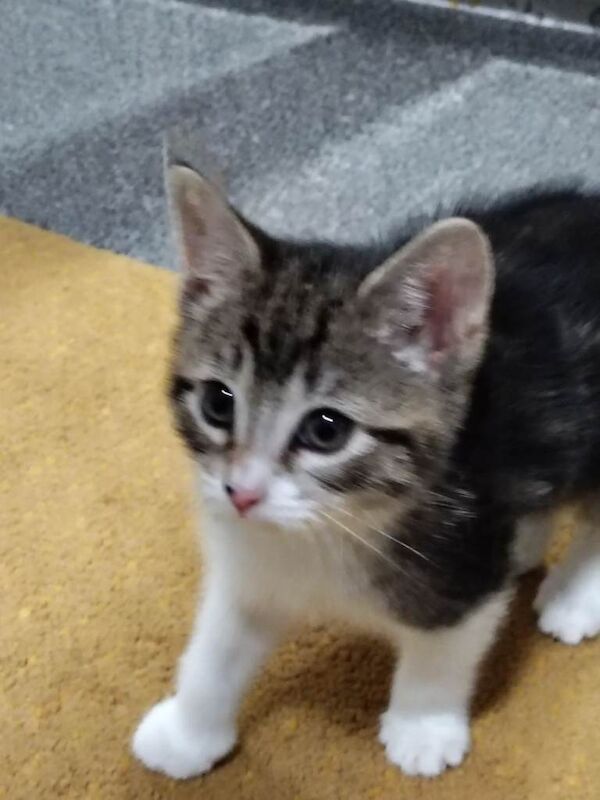British Shorthair kittens for sale in Seaham, Durham – 8 weeks old - Image 6 of 6