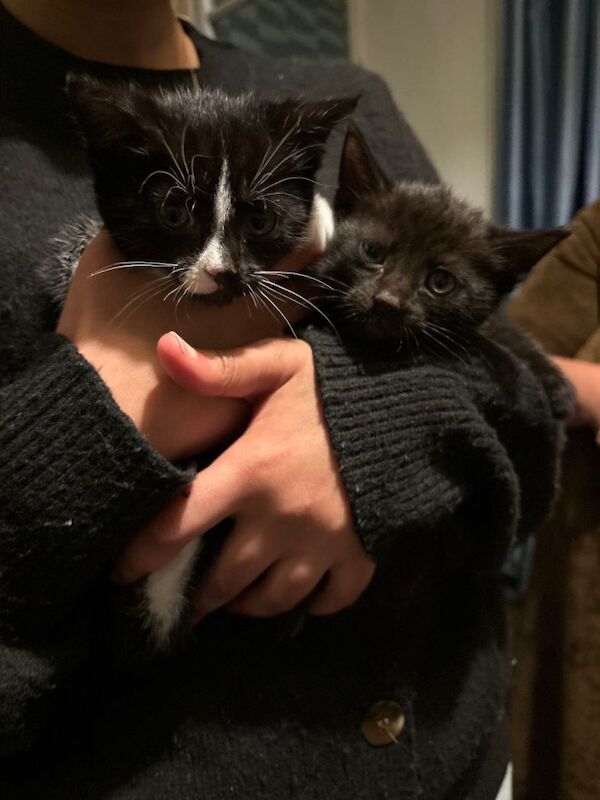 British Shorthair kittens for sale in Leicester, Leicestershire – 9 weeks old