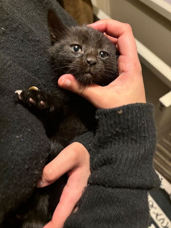 British Shorthair kittens for sale in Leicester, Leicestershire – 10 weeks old - Image 2 of 6