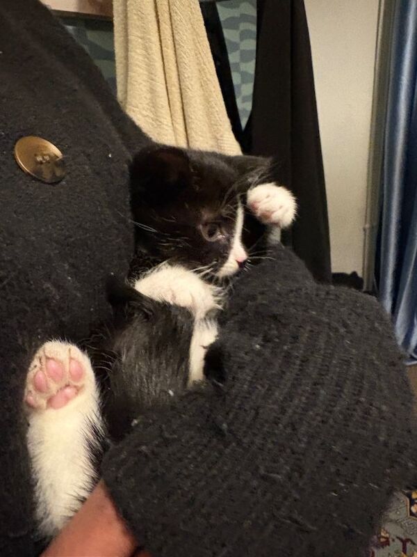 British Shorthair kittens for sale in Leicester, Leicestershire – 10 weeks old - Image 3 of 6