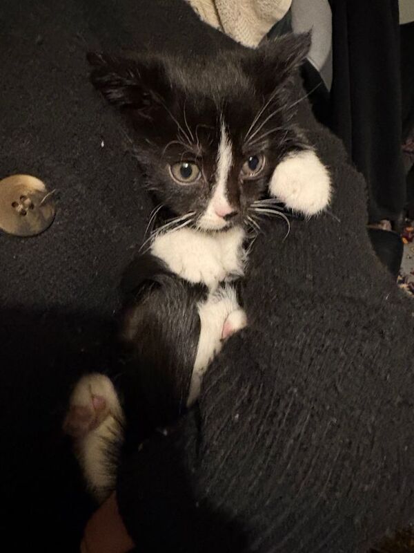 British Shorthair kittens for sale in Leicester, Leicestershire – 10 weeks old - Image 4 of 6