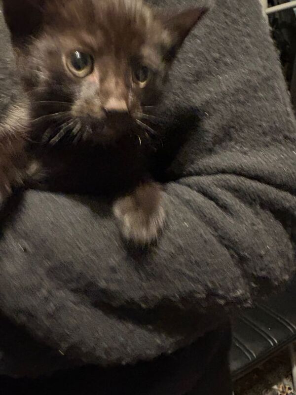 British Shorthair kittens for sale in Leicester, Leicestershire – 10 weeks old - Image 5 of 6