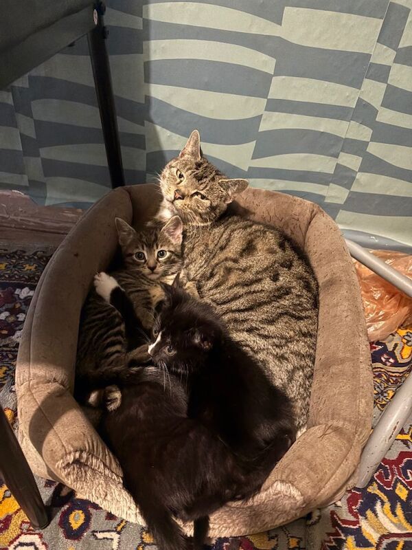 British Shorthair kittens for sale in Leicester, Leicestershire – 10 weeks old - Image 6 of 6