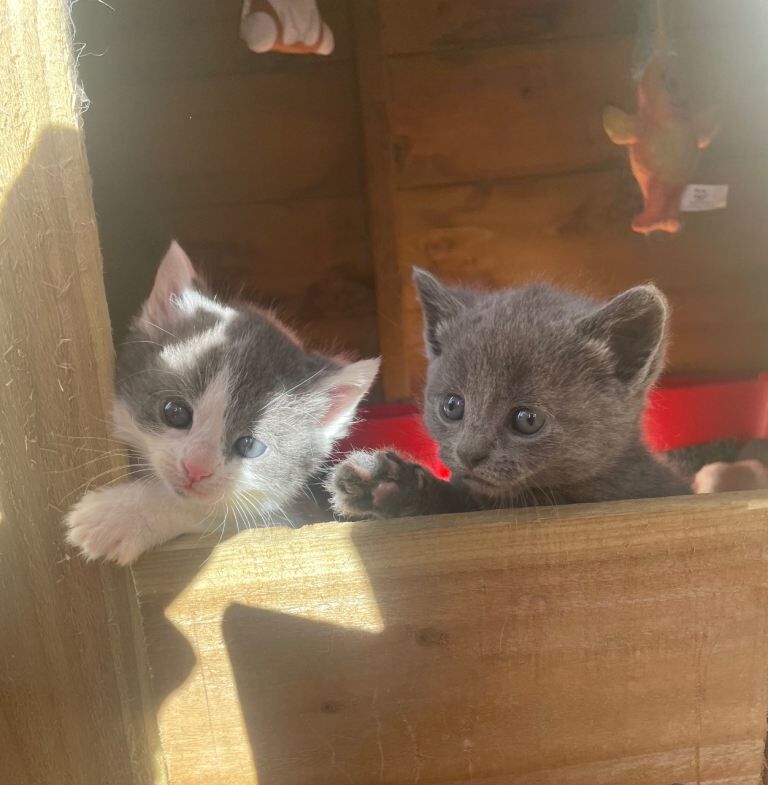 Adorable Kittens for Sale