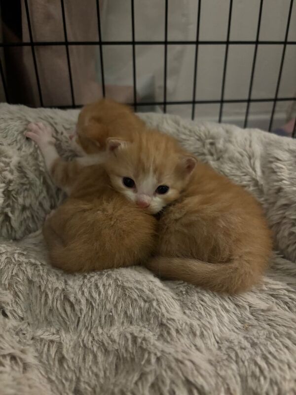 Adorable Kittens for sale - 3 LEFT for sale in Kirkmuirhill, Lanarkshire