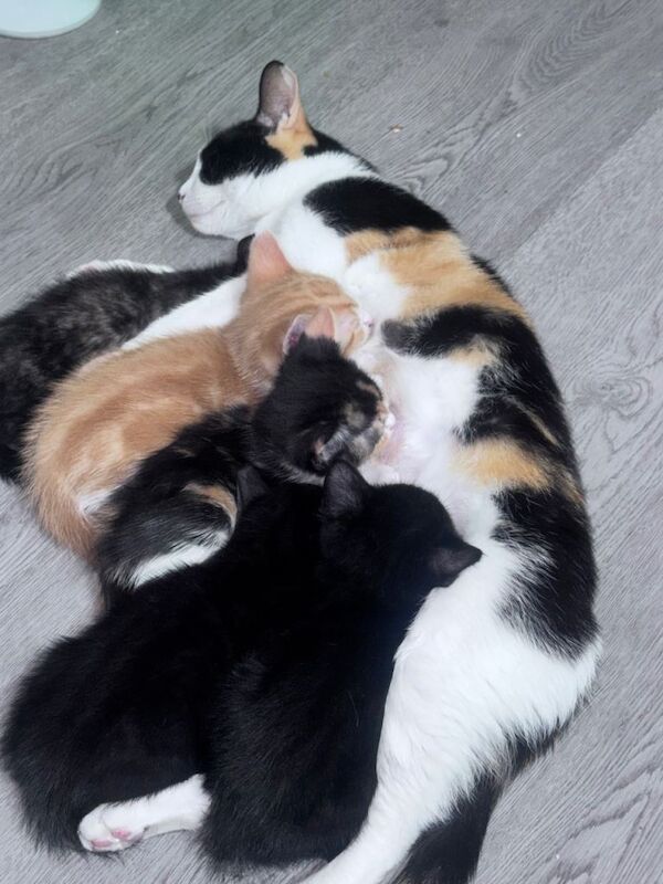 Adorable kittens for sale