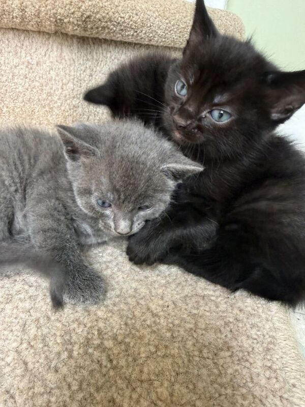 British Shorthair Kittens For Sale