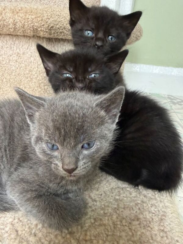 Adorable Kittens for sale *from £80* - Image 2 of 4