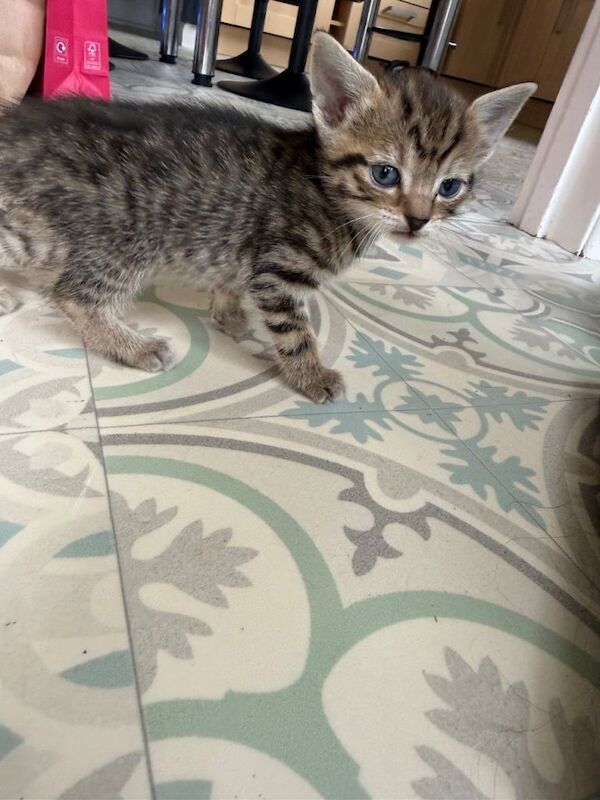 Adorable Kittens for sale *from £80* - Image 3 of 4