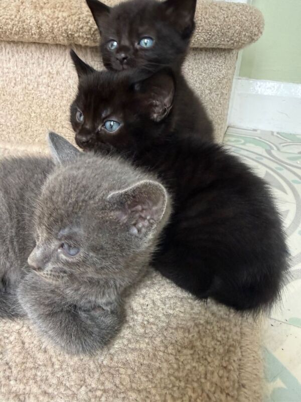 Adorable Kittens for sale *from £80* - Image 4 of 4