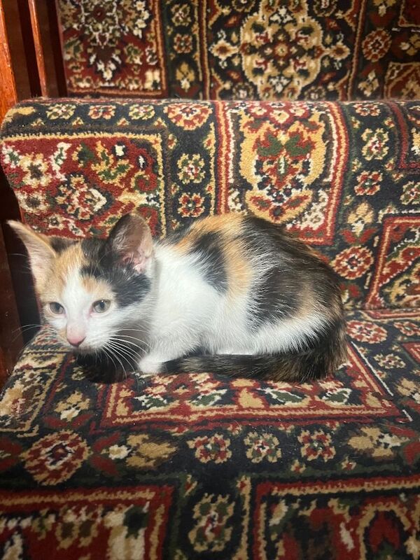 Adorable kittens looking for a loving home